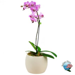 Pianta di orchidea phalaenopsys rosa